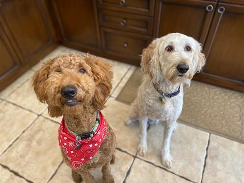 Harley and Willoe